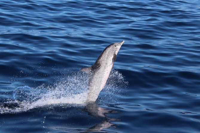 No Chase Whale & Dolphin Tour Putting Marine Life First - We Care - Meeting and Pickup Information
