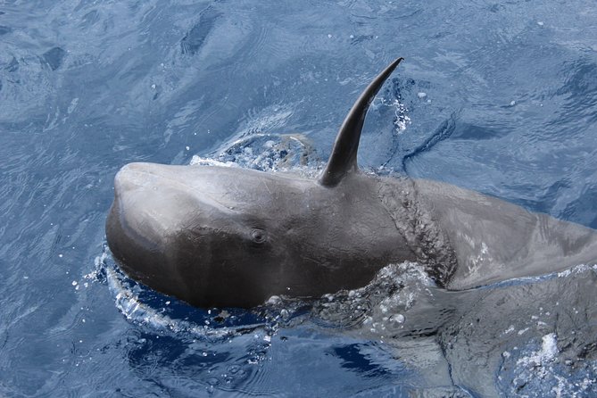 No Chase Whale & Dolphin Tour Putting Marine Life First - We Care - Additional Tour Details