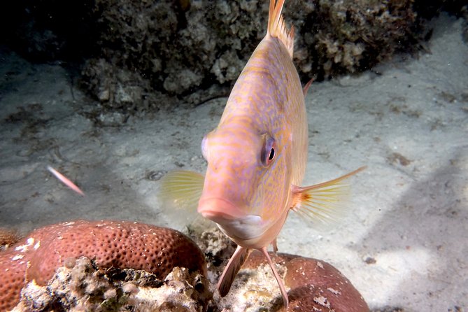 No Experience Required to Discover Scuba in Florida - In-Water Training and Exploration