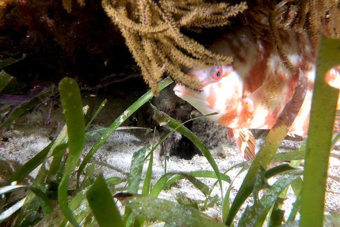 No Experience Required to Discover Scuba in Florida - Learning About the Local Marine Life