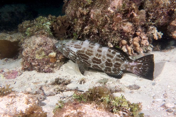No Experience Required to Discover Scuba in Florida - Necessary Equipment Included