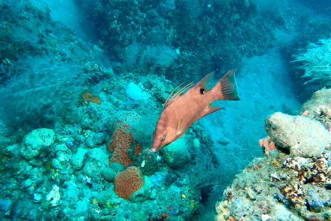 No Experience Required to Discover Scuba in Florida - Tour Inclusions and Exclusions
