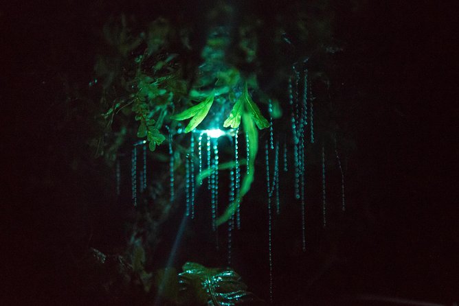 Nocturnal Adventure Glow-Worm Tour - Meeting and End Points