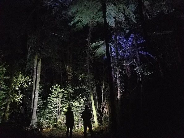 Nocturnal Adventure Glow-Worm Tour - Booking Details