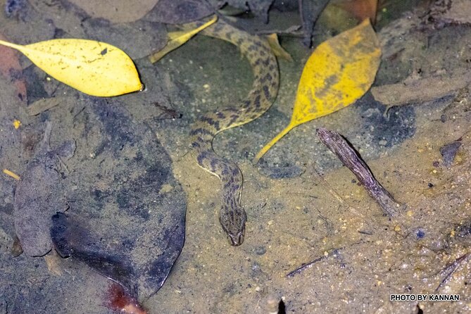Nocturnal Secrets: A Mangrove Adventure - Guided Exploration Along Private Boardwalk