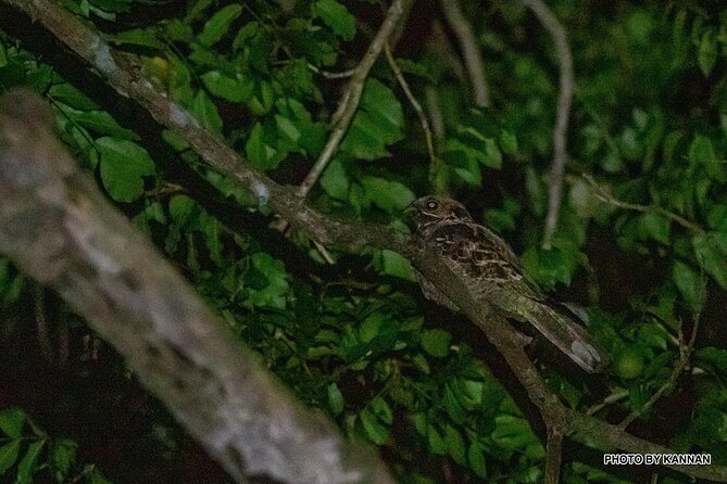 Nocturnal Secrets: A Mangrove Adventure - Wheelchair and Stroller Accessibility