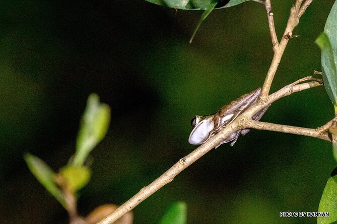 Nocturnal Secrets: A Mangrove Adventure - Meeting and End Points