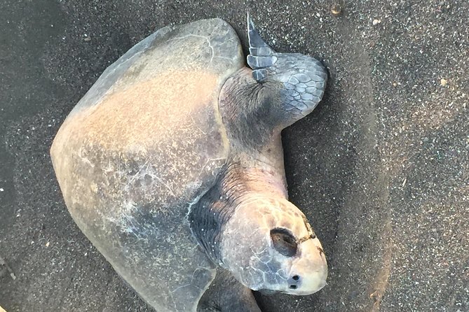 Nocturnal Turtles Watching Ostional Guanacaste Province - Key Points