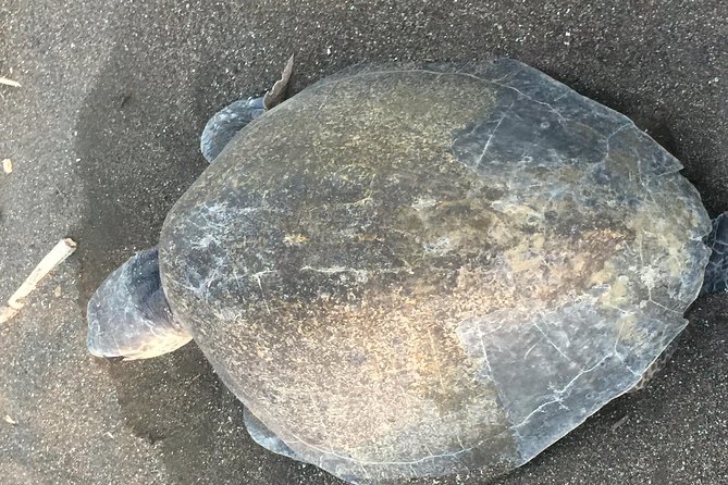 Nocturnal Turtles Watching Ostional Guanacaste Province - Mixed Customer Feedback