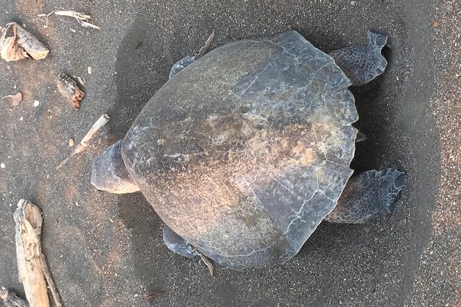 Nocturnal Turtles Watching Ostional Guanacaste Province - Accessibility and Participation