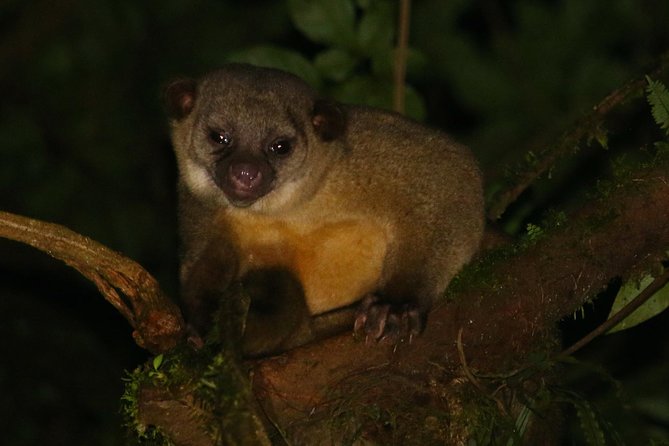 Nocturnal Walk in the Hanging Bridges - Accessibility