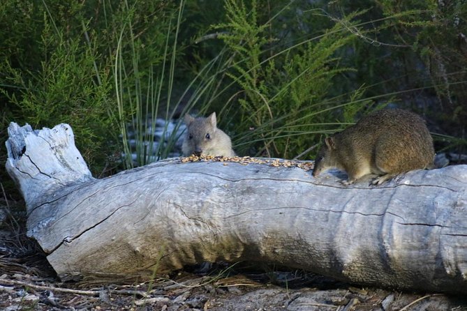 Nocturnal Wildlife Tour From Busselton or Dunsborough - Additional Information