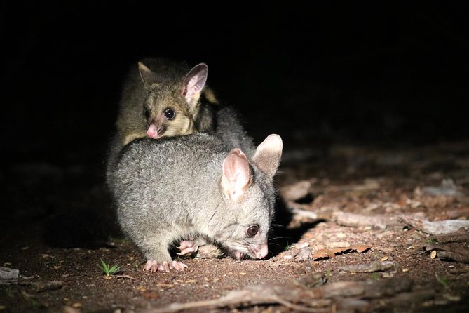 Nocturnal Wildlife Tour From Busselton or Dunsborough - Wildlife Sightings