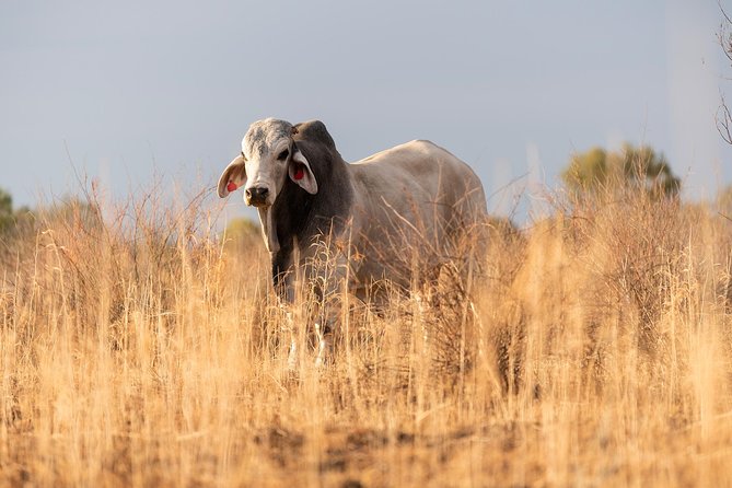 Nogo Station Experience - Wildlife Spotting Opportunities