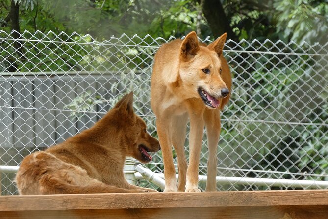 Noosa, Aussie Animals & Glass House Mountains From Brisbane - Encountering Aussie Wildlife