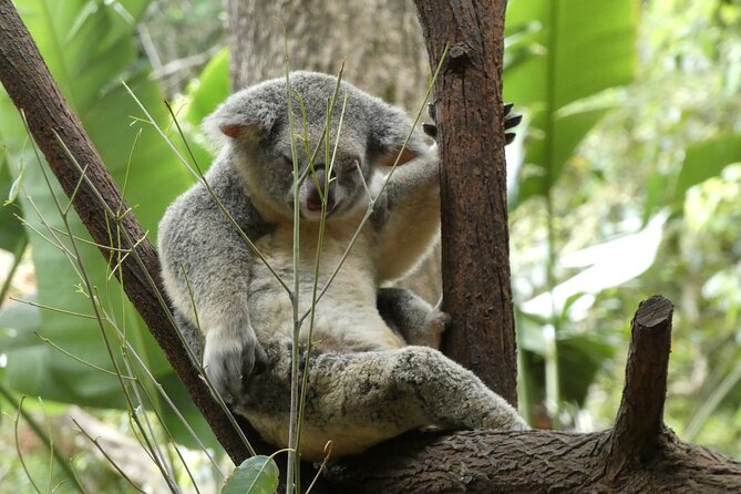 Noosa, Aussie Animals & Glass House Mountains From Brisbane - Traveler Reviews and Ratings