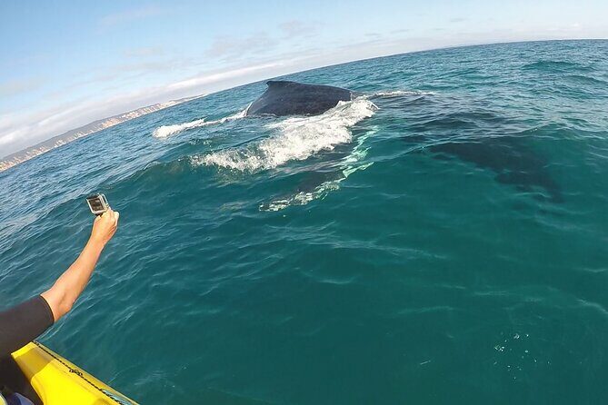 Noosa: Epic Whale Watching On Ocean Kayaks & Beach 4X4 Tour - The 4X4 Beach Drive