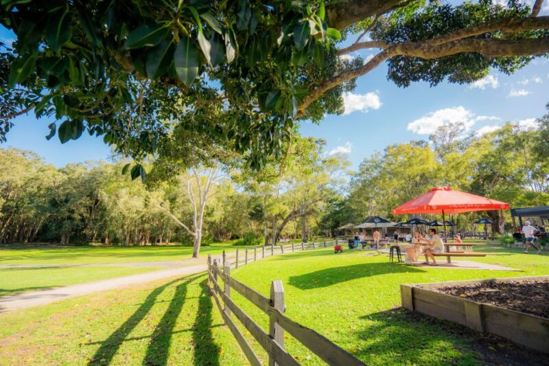 Noosa: Everglades Explorer Cruise With Optional Canoeing - Itinerary Details