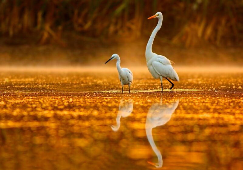 Noosa: Everglades Explorer Cruise With Optional Canoeing - Biosphere Reserves