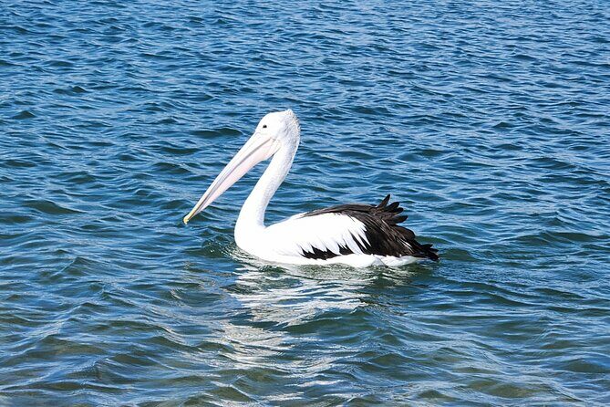 Noosa Heads: Epic Hidden Waterways & Wildlife Kayak Tour - Who Should Book This Tour?
