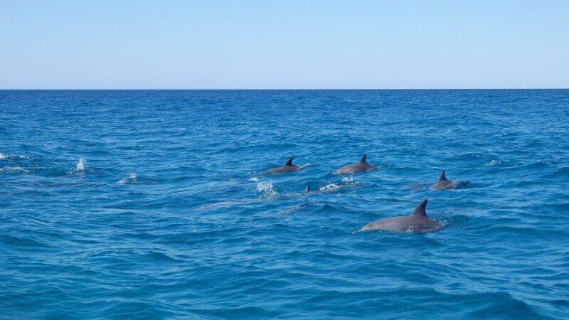 Noosa Heads: Ocean Adventure & Dolphin Safari - Safety Restrictions