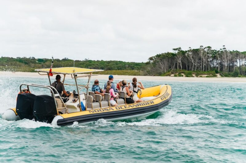 Noosa Heads: Ocean Rider Dolphin Safari - Experience Highlights