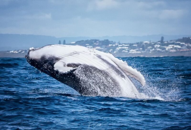 Noosa: Humpback Whale Watching Tour - Key Points