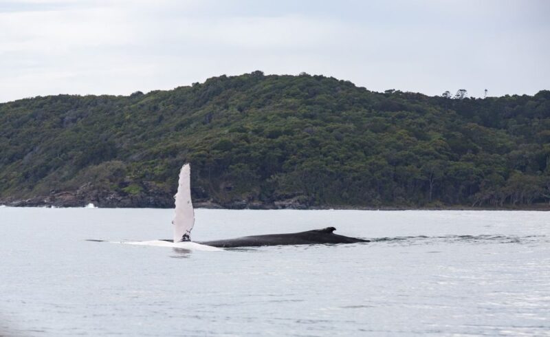 Noosa: Humpback Whale Watching Tour - Experience Highlights