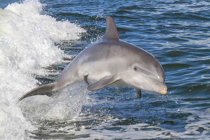 Noosa Oceanrider Scenic Dolphin Safari - Health and Accessibility Considerations