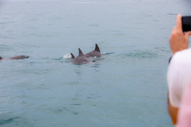Noosa Oceanrider Scenic Dolphin Safari - Stunning Scenery and Wildlife
