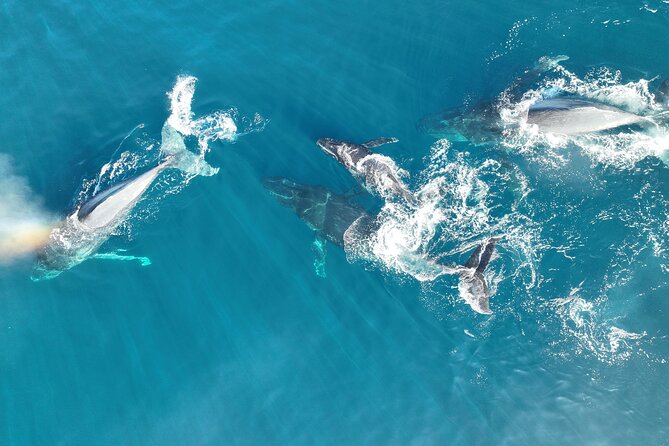 Noosa Whale Watching - Tour Operator and Reviews