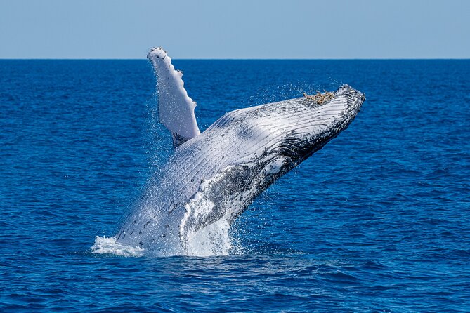 Noosa Whale Watching - Safety Measures