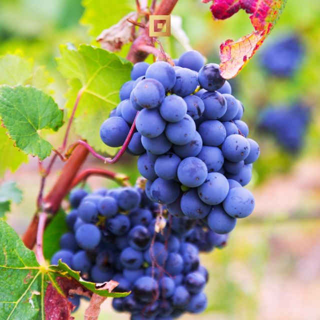 Nora + Antigori Winery Tour With Included Tickets - Itinerary and Transportation