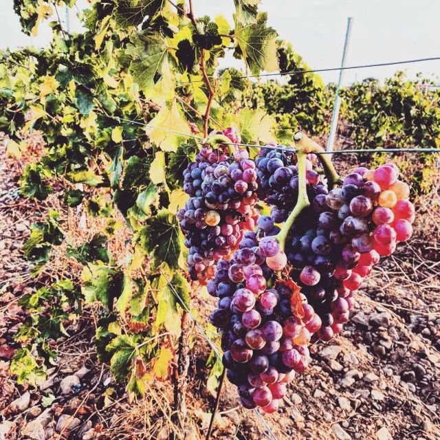 Nora + Antigori Winery Tour With Included Tickets - Nuraghe Antigori Winery