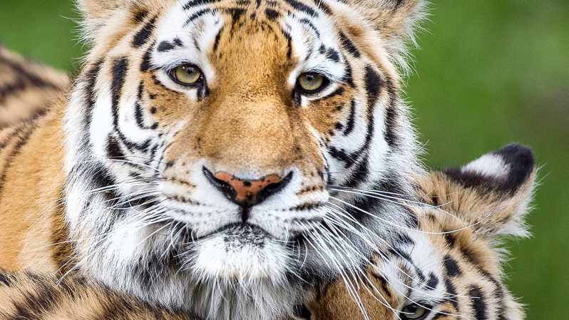 Nordens Ark: Entrance Ticket - Wildlife Park Features