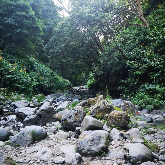 Nordeste Waterfalls Half Day Hike - Customer Reviews