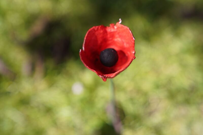 Normandy D-Day Beaches Private Canadian Sector From Caen - Key Points