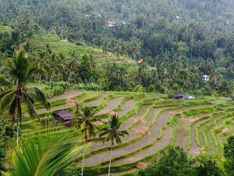 North Bali : Discover Sekumpul Waterfall & Ulun Danu Temple - Inclusions and Exclusions