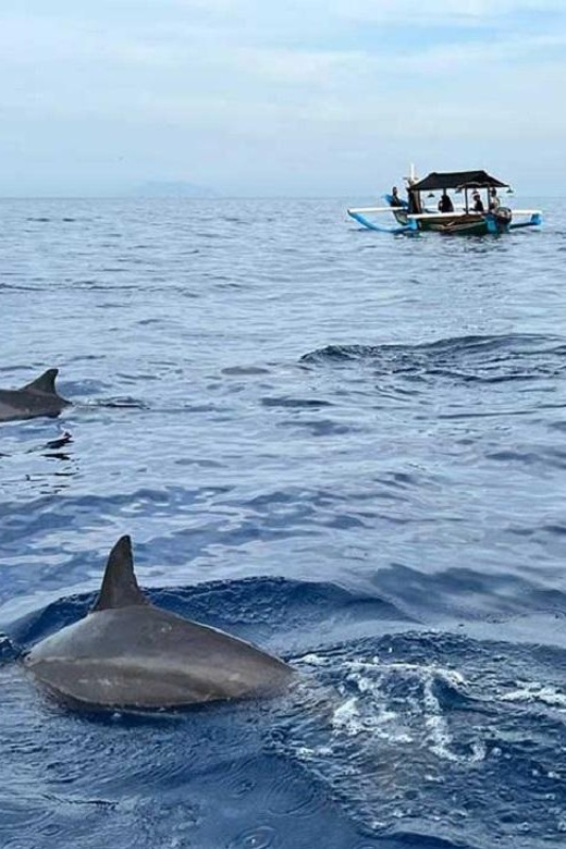 North Bali: Lovina Dolphin Watching & Snorkeling Tour - Itinerary and Experience