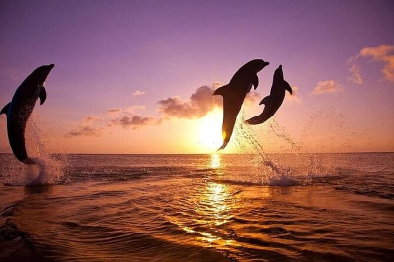 North Bali: Lovina Dolphin Watching & Snorkeling Tour - Inclusions and Amenities