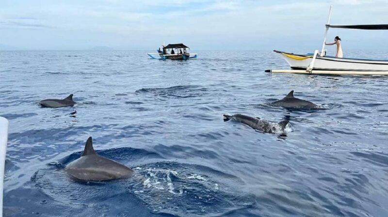 North Bali: Lovina Dolphin Watching & Snorkeling Tour - Cancellation and Refund Policy