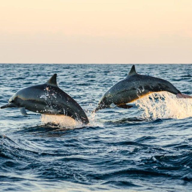 North Bali : Lovina Watching Dolphins And Sunrises Tour - Preparation and Recommendations