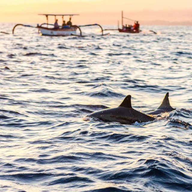North Bali : Lovina Watching Dolphins And Sunrises Tour - Optional Activities: Snorkeling and Kayaking