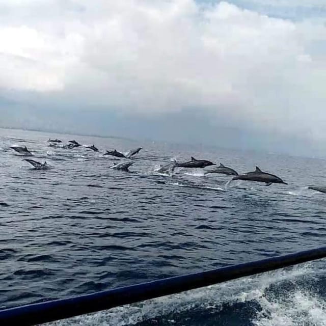 North Bali : Sunrise Dolphin Trip at Lovina Beach - Inclusions and Options