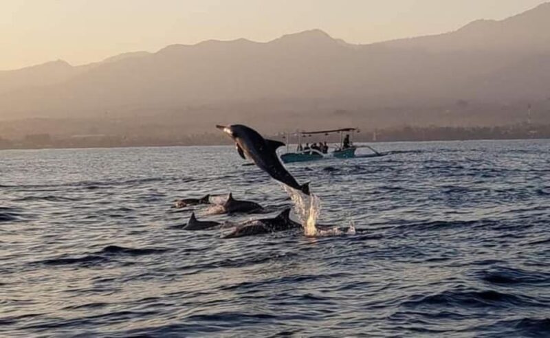 North Bali : Sunrise Dolphin Trip at Lovina Beach - Booking and Payment