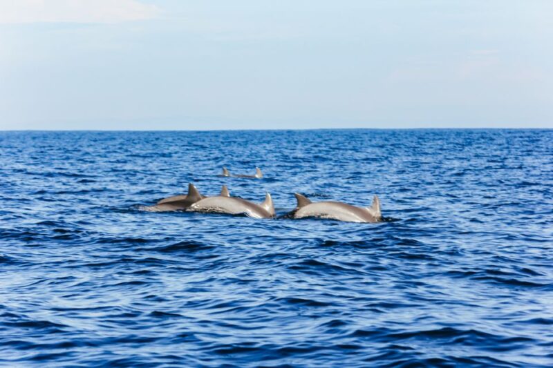 North Bali: Sunrise Tour With Dolphins, Waterfalls & Temples - Key Points