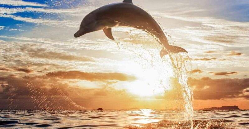 North Bali: Sunrise Tour With Dolphins, Waterfalls & Temples - Sunrise Viewing