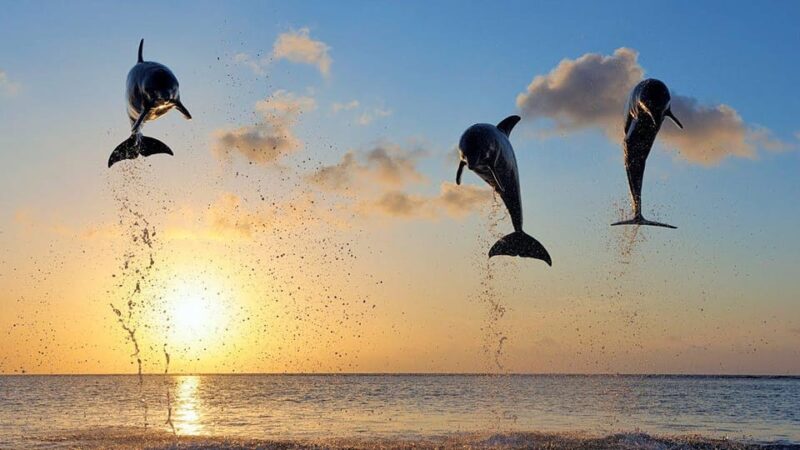 North Bali: Swim, Snorkel, Breakfast With Dolphins at Lovina - Meeting Locations