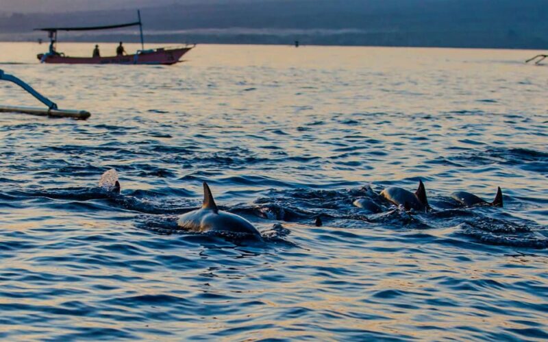 North Bali: Swim, Snorkel, Breakfast With Dolphins at Lovina - Breakfast on the Boat