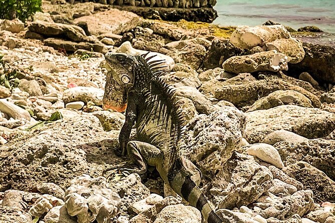 North Bonaire Private Island Tour - Explore the Private Island